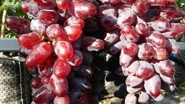 Виноград сорта байконур: особенности выращивания и ухода
