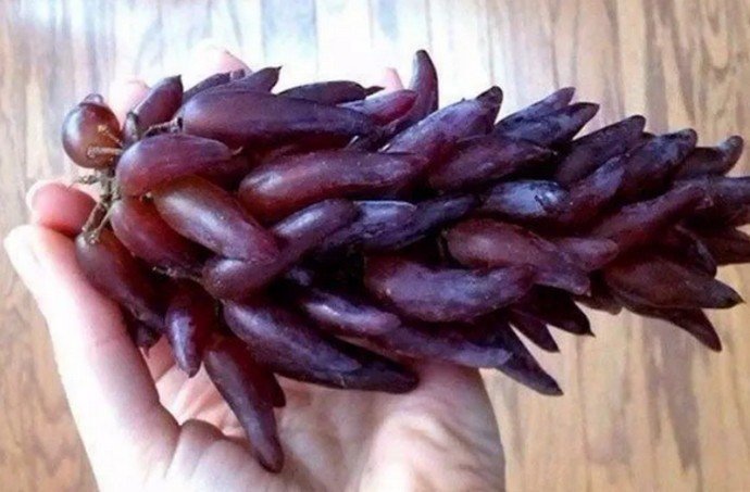 Сорт винограда ведьмины пальцы