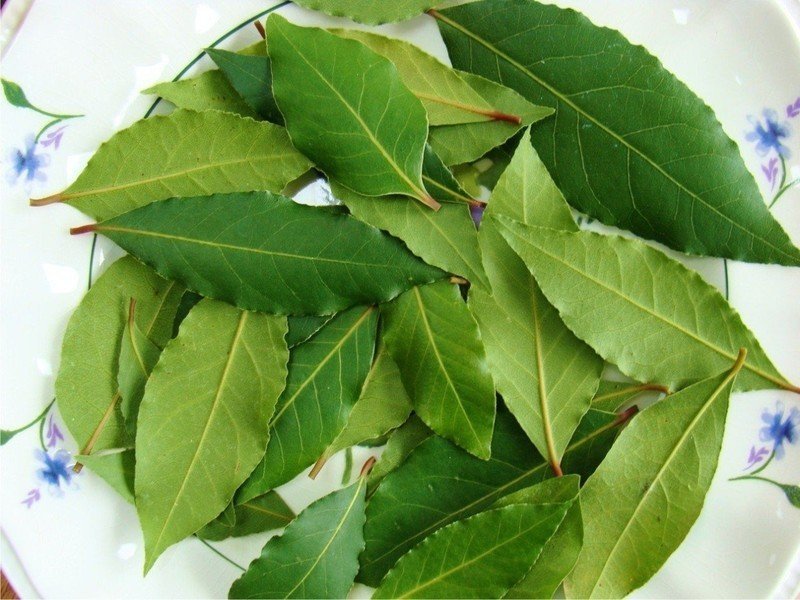 Лавровый лист растение