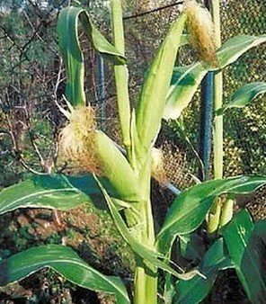 Молодая кукуруза поле