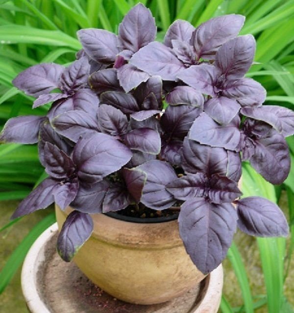 Базилик овощной фиолетовый
