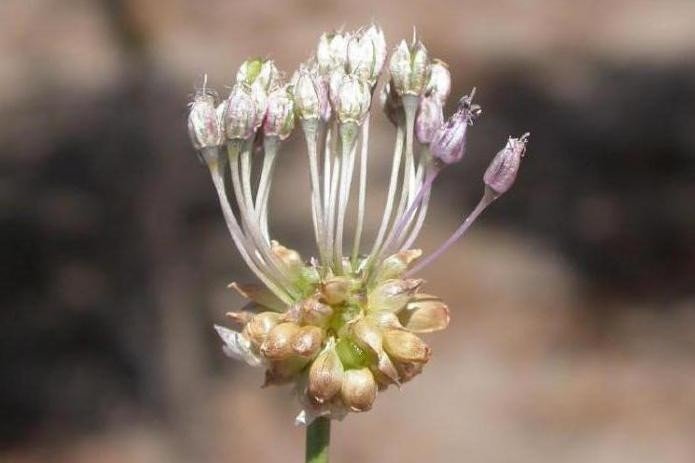 Allium inaequale