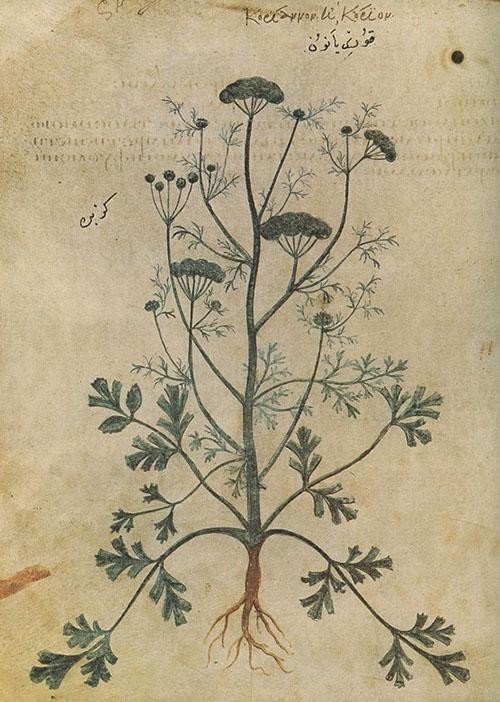 Coriandrum sativum гербарий