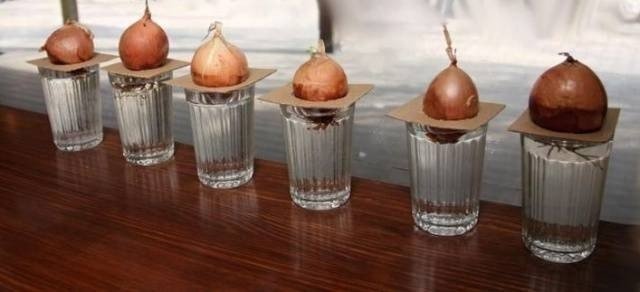 Луковица в стакане с водой