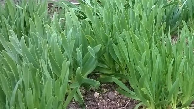 Выращивание лука-слизуна: полезные свойства и уход