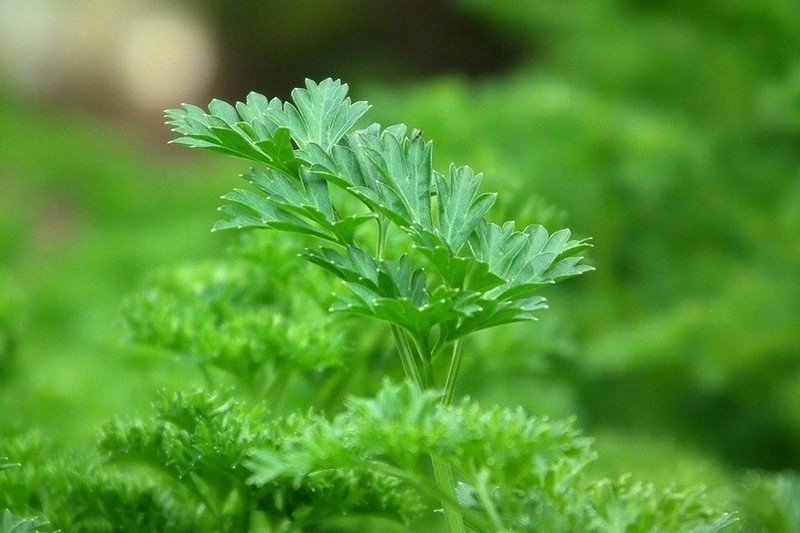 Петрушка parsley