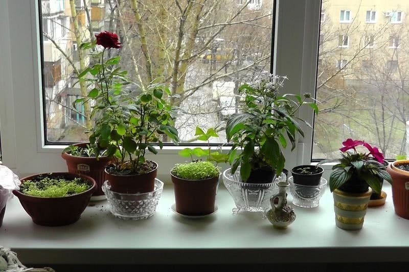 Комнатные растения на окне