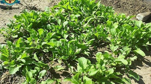 Как посадить шпинат чтобы получить хороший урожай? Советы по уходу за шпинатом!