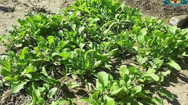 Как посадить шпинат в открытый грунт? Самые лучшие сорта шпината Готовим землю и семена!
