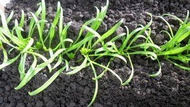Как вырастить полезный и вкусный шпинат